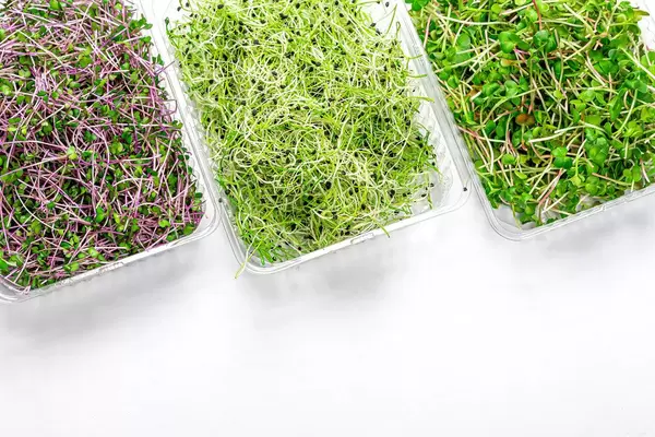 Frisches Mikrogrün Kohl, Radieschen, Zwiebeln und Mais Salat auf weißem Hintergrund - Draufsicht