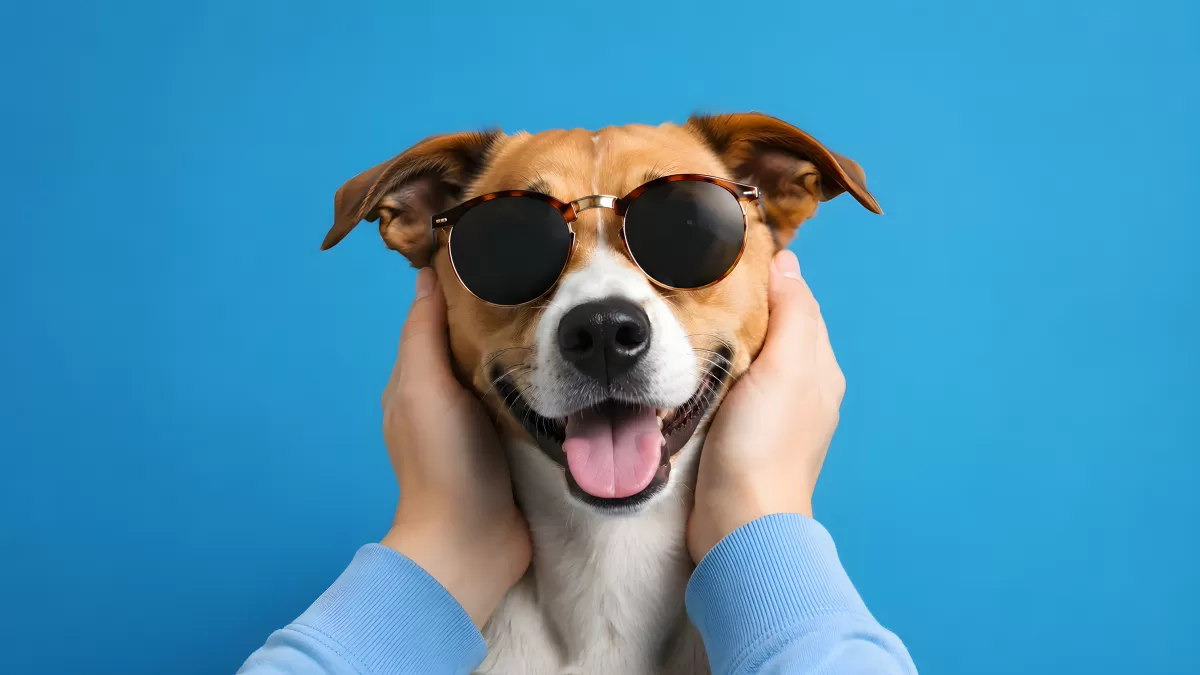 Fröhlicher Hund mit Sonnenbrille wird gestreichelt