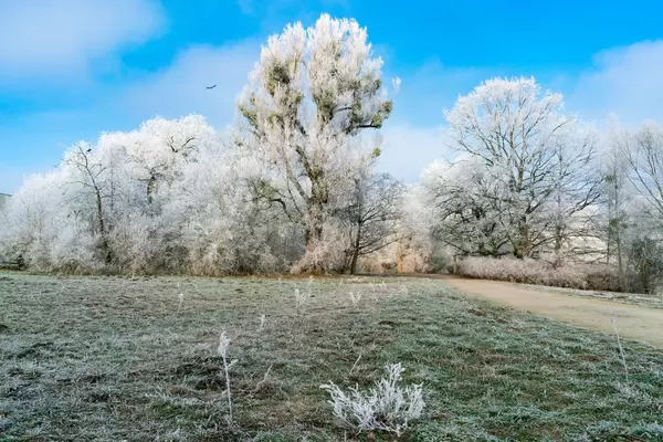 Frozen grass in front of the park