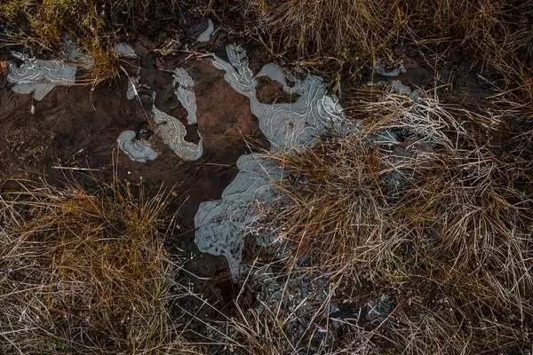 Frozen Reeds In A Swamp