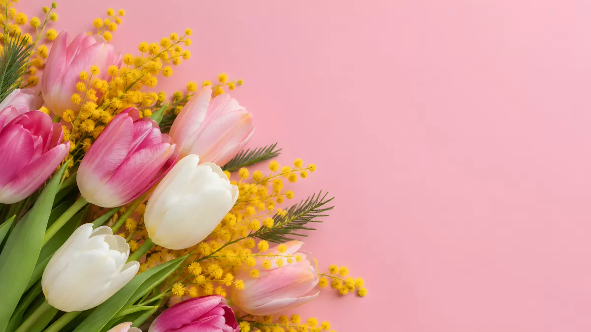 Frühlingsstrauß mit Tulpen und Mimosen auf Rosa