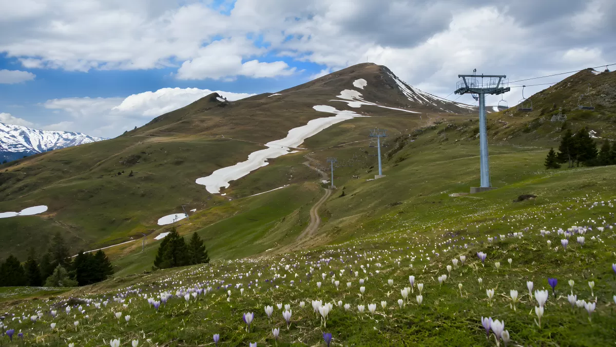 Frühlingswiese mit Krokussen an einer Bergstation