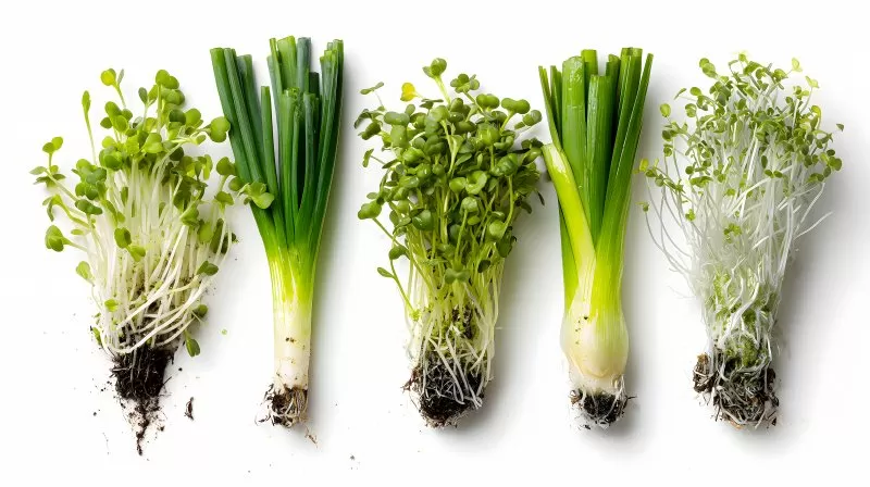 Frühlingszwiebeln und Microgreens mit Wurzeln auf weißem Hintergrund