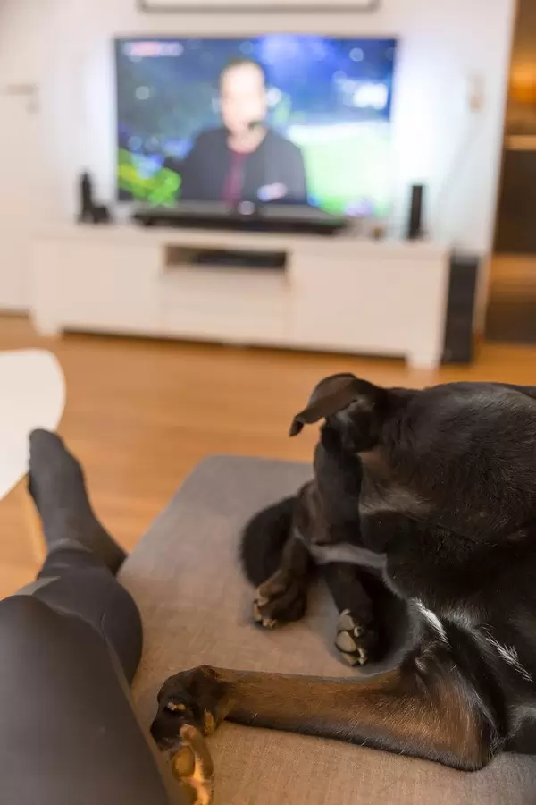 Fußball gucken mit Hund