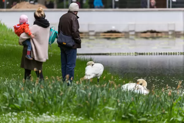 Fußgänger bei Schwänen am Rautenstrauchkanal