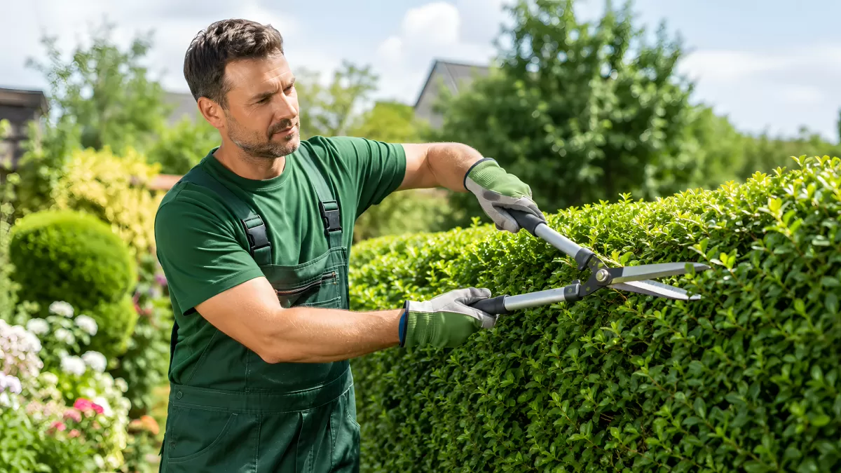 Gärtner schneidet Hecke mit Heckenschere im Garten