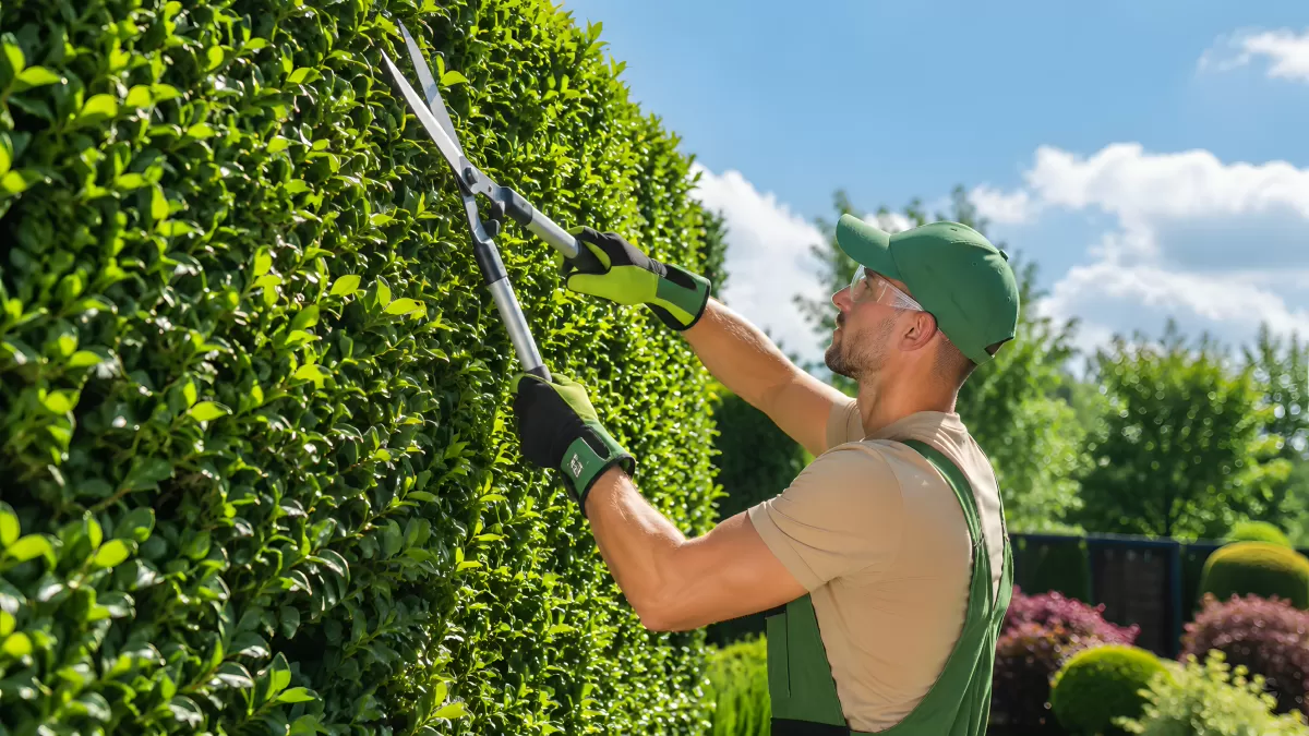 Gärtner schneidet hohe Hecke mit Heckenschere