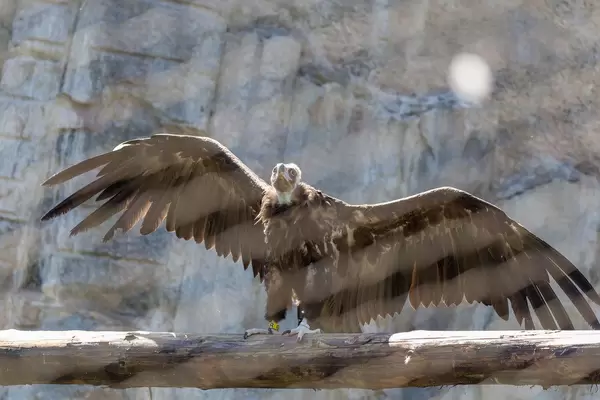 Gänsegeier im Moskauer Zoo