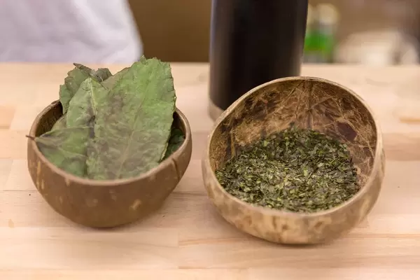 Ganze und gemahlene Guya-Blätter in Kokosschälchen als Anschauung