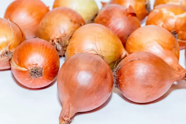 Ganze, ungeschälte Zwiebeln vor weißem Hintergrund