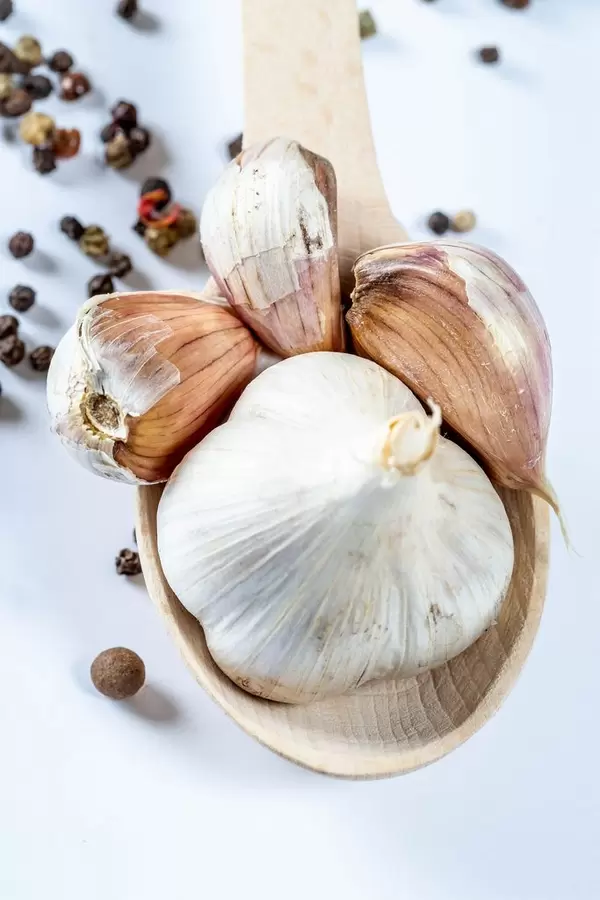 Ganzer Knoblauch und Knoblauchzehen kunstvoll drapiert auf Holzlöffel vor weißem Hintergrund