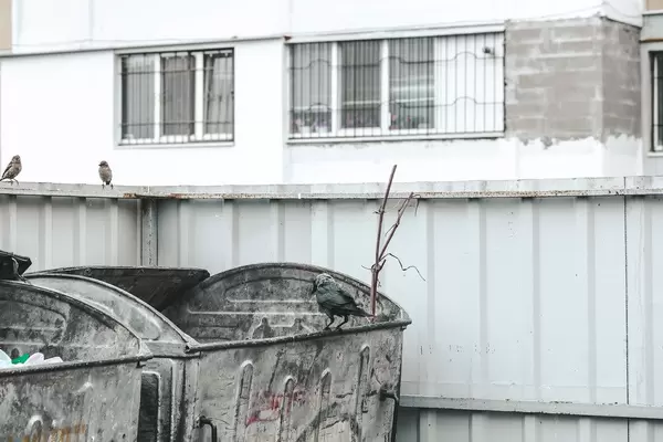 Garbage cans and birds in the city