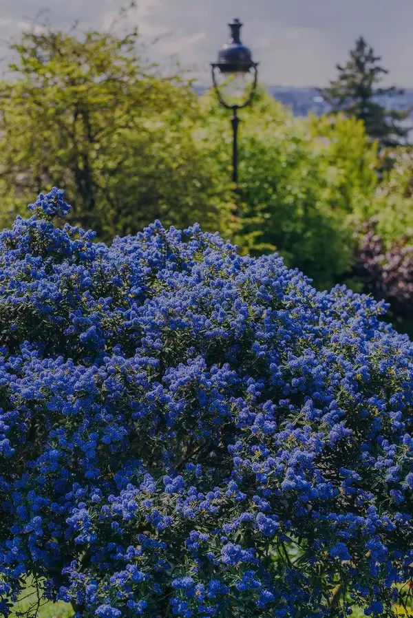 Gardens Of Sacré Coeur