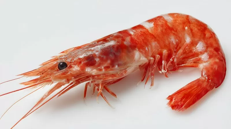 Garnele auf weißem Hintergrund mit roter Schale