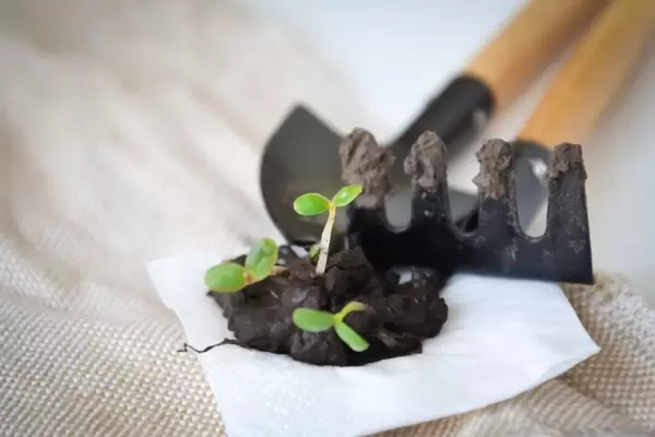 Gartenarbeit: Erste Sprossen