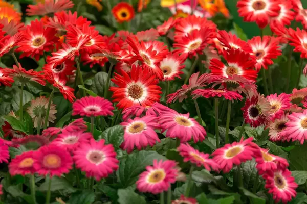 Gartenblumen. Spoga + Gafa 2018 Köln