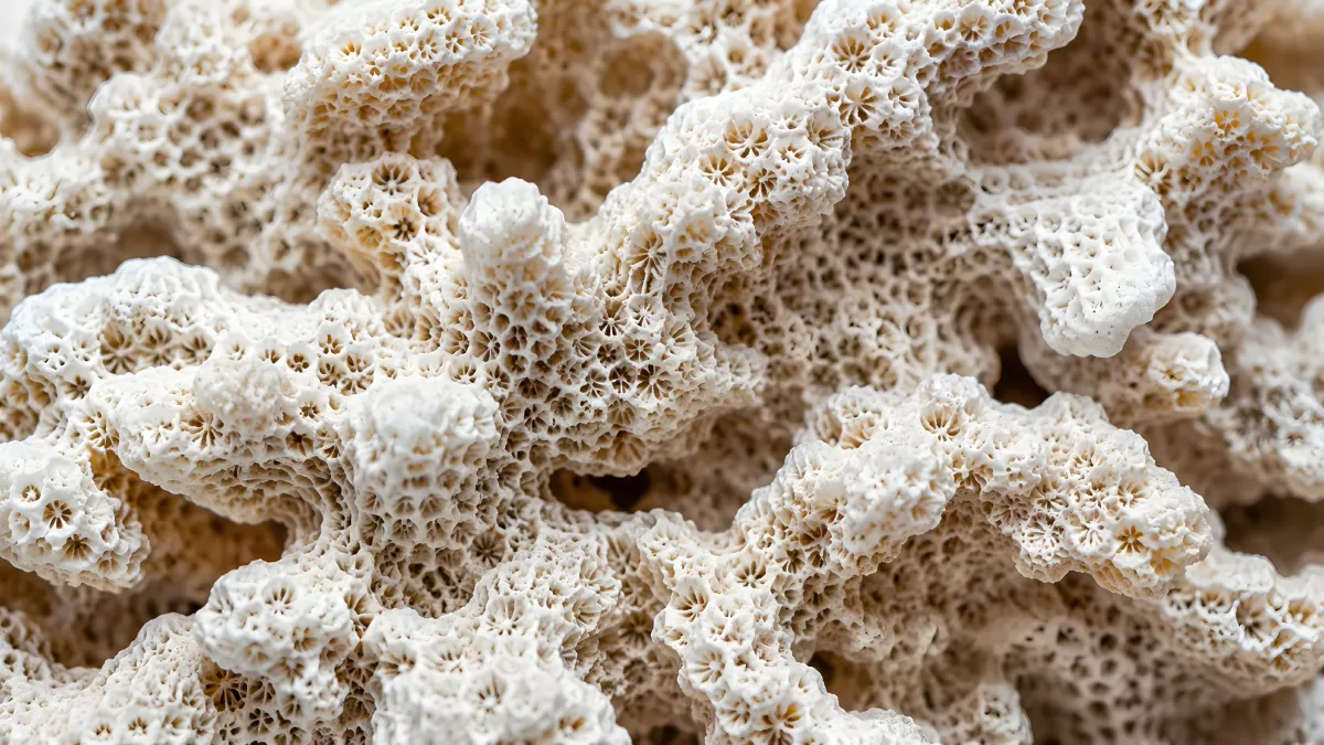 Gebleichtes Korallenskelett in detaillierter Nahaufnahme