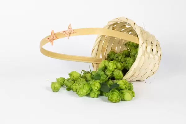 Geflochtener Korb voller Hopfen
