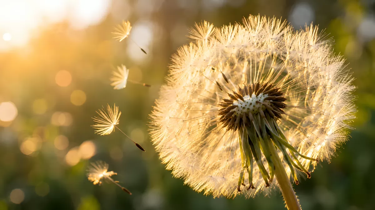 Gegenlicht-Pusteblume mit davonfliegenden Samen