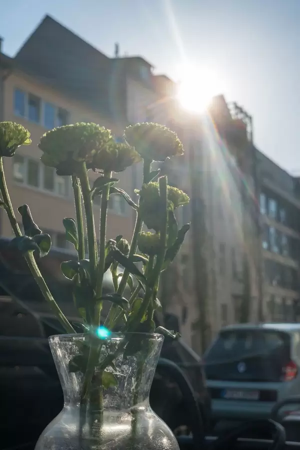 Gegenlichtaufnahme von Blumen in einer Vase