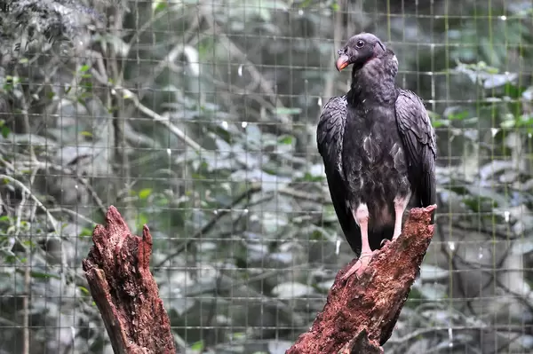 Geier(?) im Parque das Aves in Iguacu