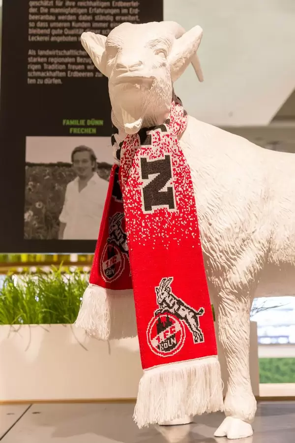 Geißbock Hennes - das Maskottchen des Fußballvereins 1. FC Köln