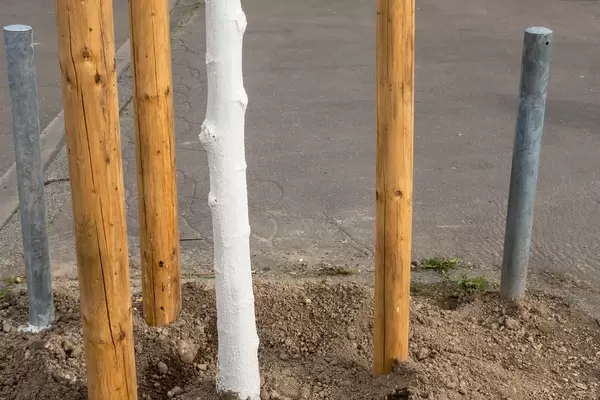 Gekalkter Obstbaum zwischen drei Pfählen