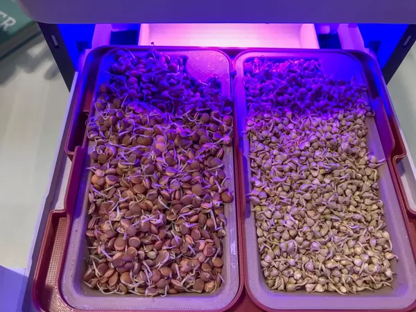 Gekeimte Mandeln und Erbsen unter UV Licht