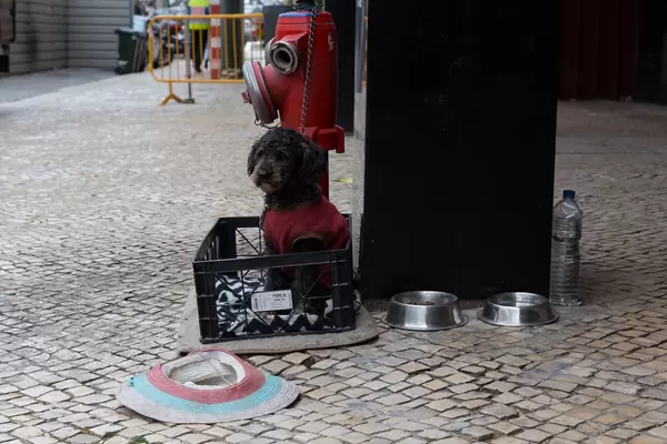 Gekleideter Hund in einer Bierkiste in Lissabon, Portugal