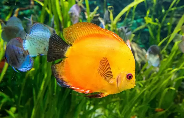 Gelb-oranger Diskusfisch aus der Familie der Buntbarsche im Tropicarium in Budapest