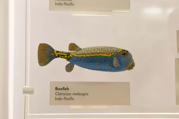 Gelbbrauner Kofferfisch / Boxfish