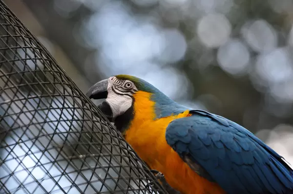 Gelbbrustara im Vogelpark "Parque das Aves"
