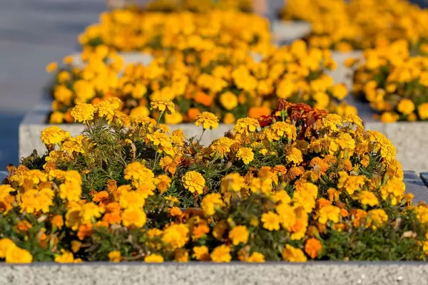 Gelbe Blumen entlang einer Straße in Moskau