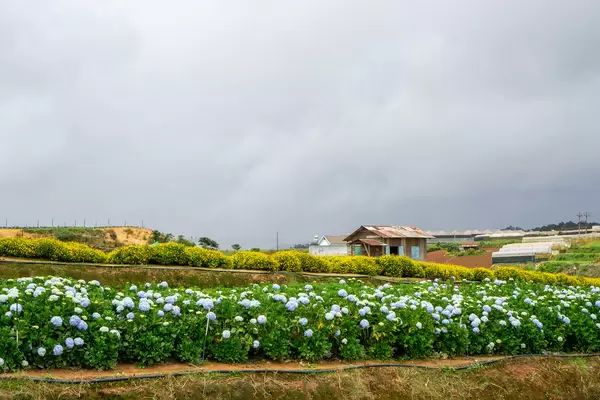 Gelbe Gänseblümchen und Hortensien Blumenfarm in Da Lat, Vietnam