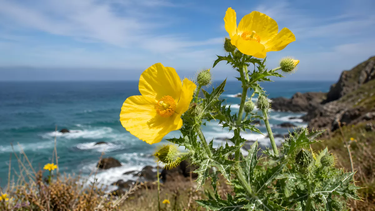 Gelbe Hornmohnblüten an felsiger Meeresküste