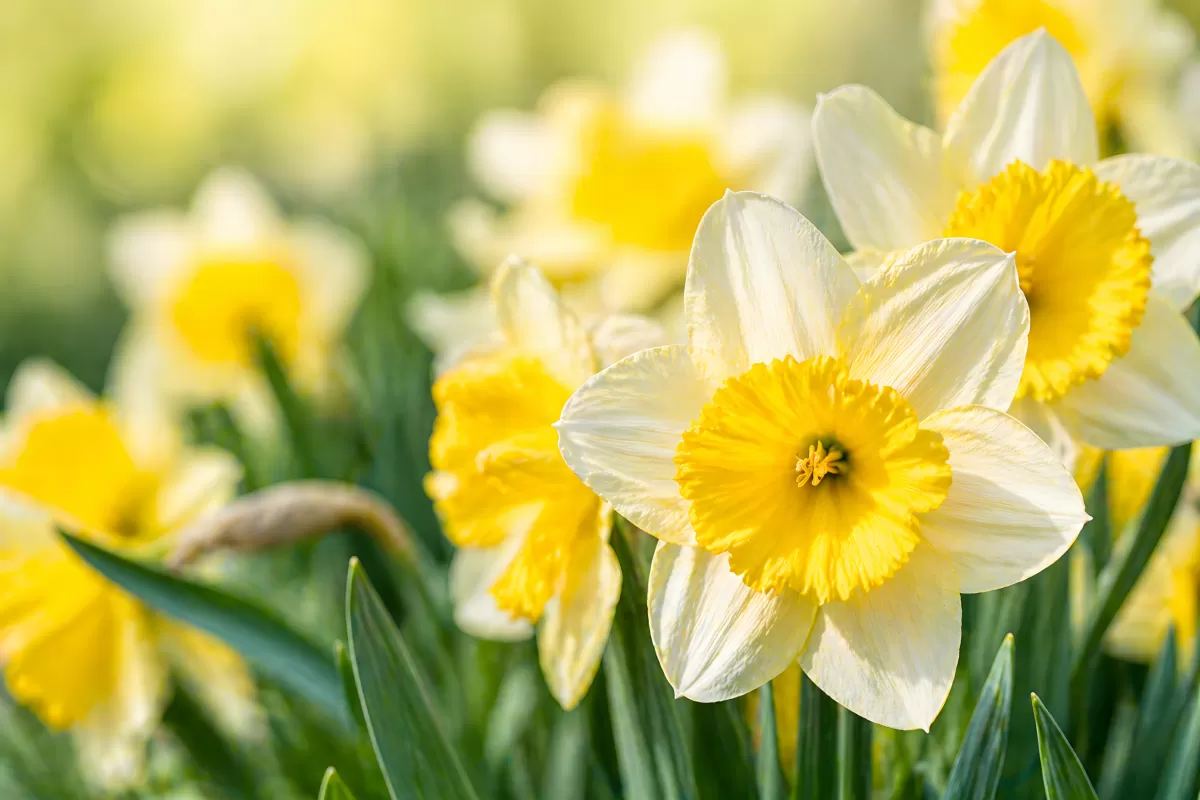 Gelbe Kelche weißer Narzissen im Frühlingsgarten