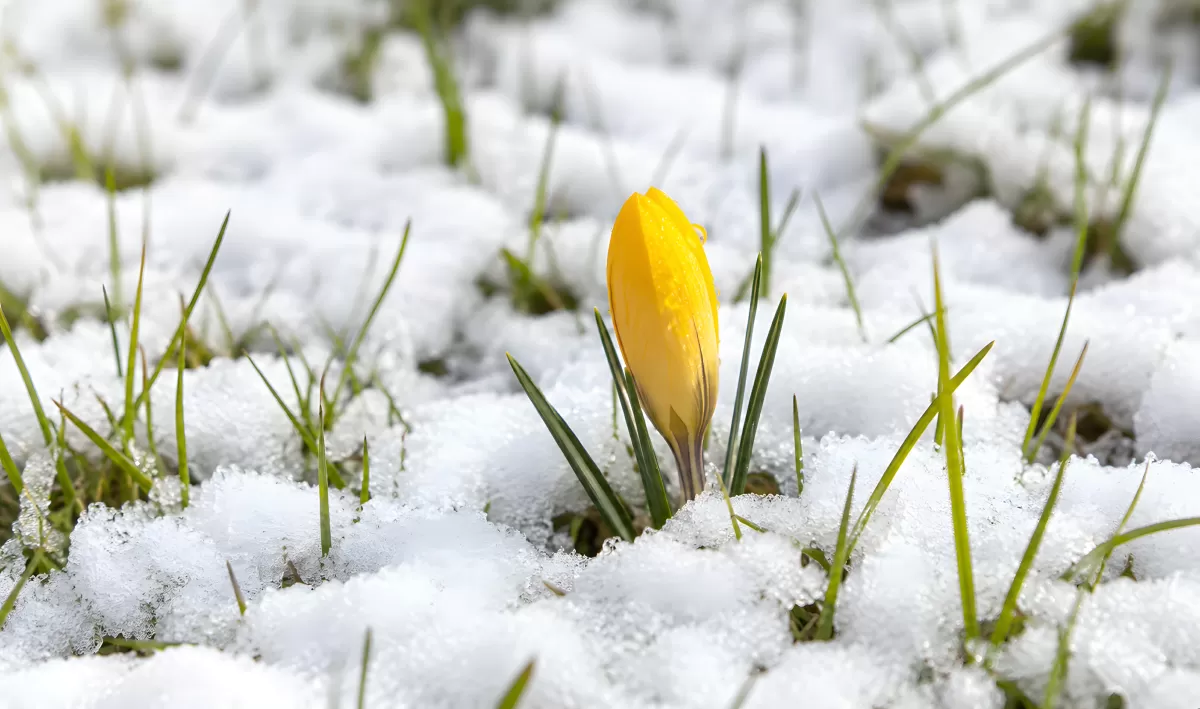 Gelbe Krokusblüte kämpft sich durch Schneedecke