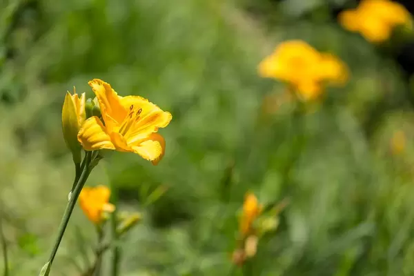 Gelbe Lilie in einem Park