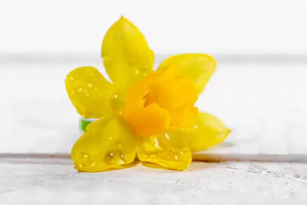 Gelbe Narzisse mit Wassertropfen auf weißem Holzuntergrund