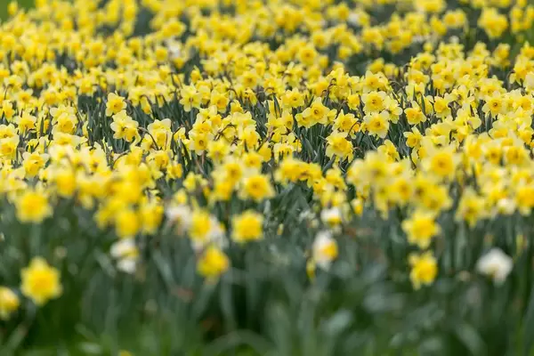 Gelbe Narzissen so weit das Auge reicht. Verschwommener Vordergrund und Hintergrund
