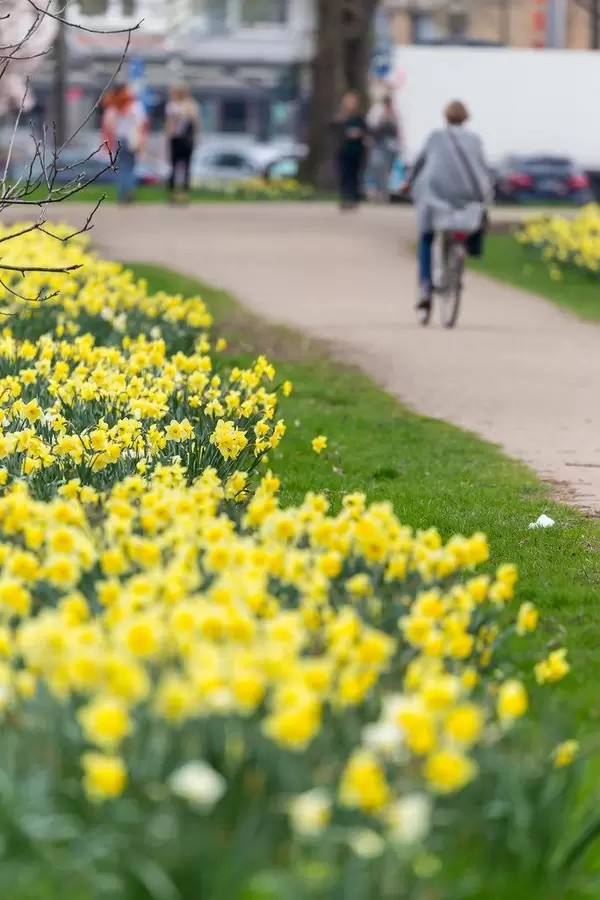 Gelbe Narzissen und unscharfer Hintergrund