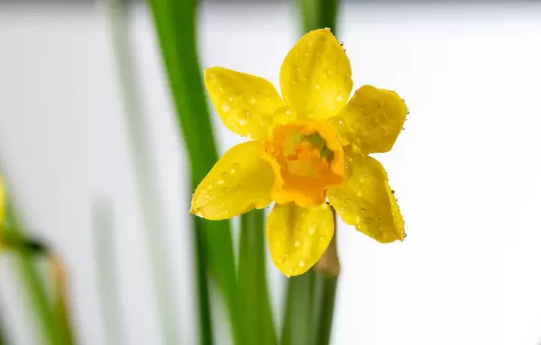 Gelbe Narzissenblume mit Blättern