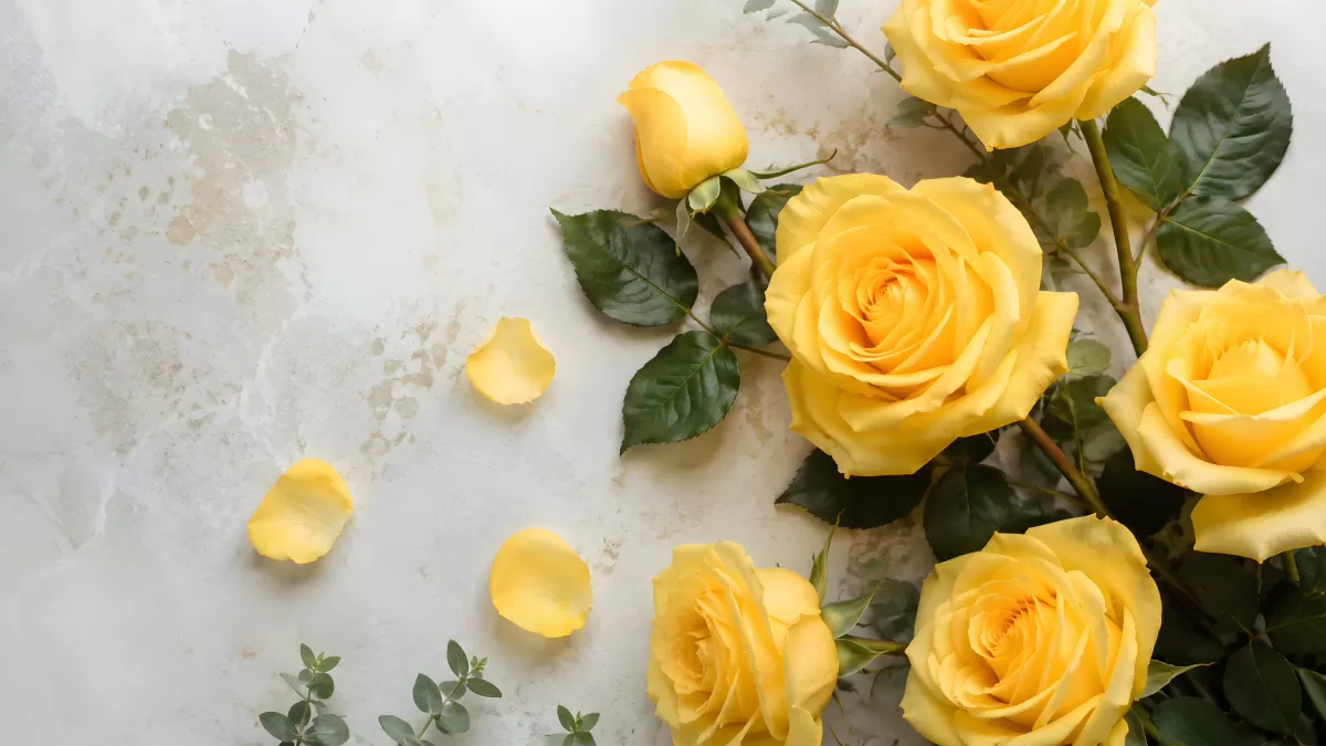 Gelbe Rosen mit Blütenblättern auf hellem Untergrund