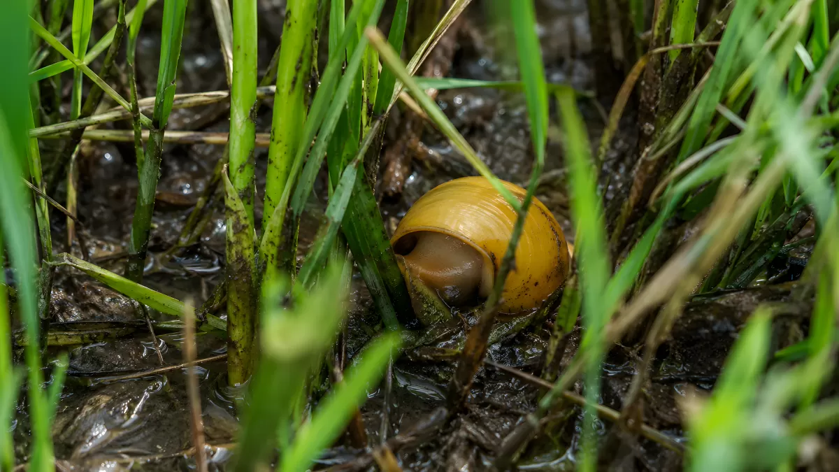 Gelbe Schnecke im feuchten Gras auf Waldboden