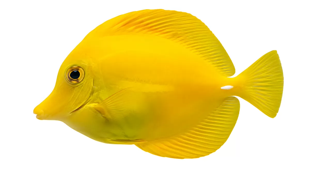 Gelber Doktorfisch vor weißem Hintergrund
