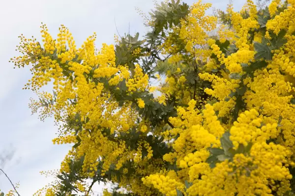 Gelber Hartriegel, Tokyo