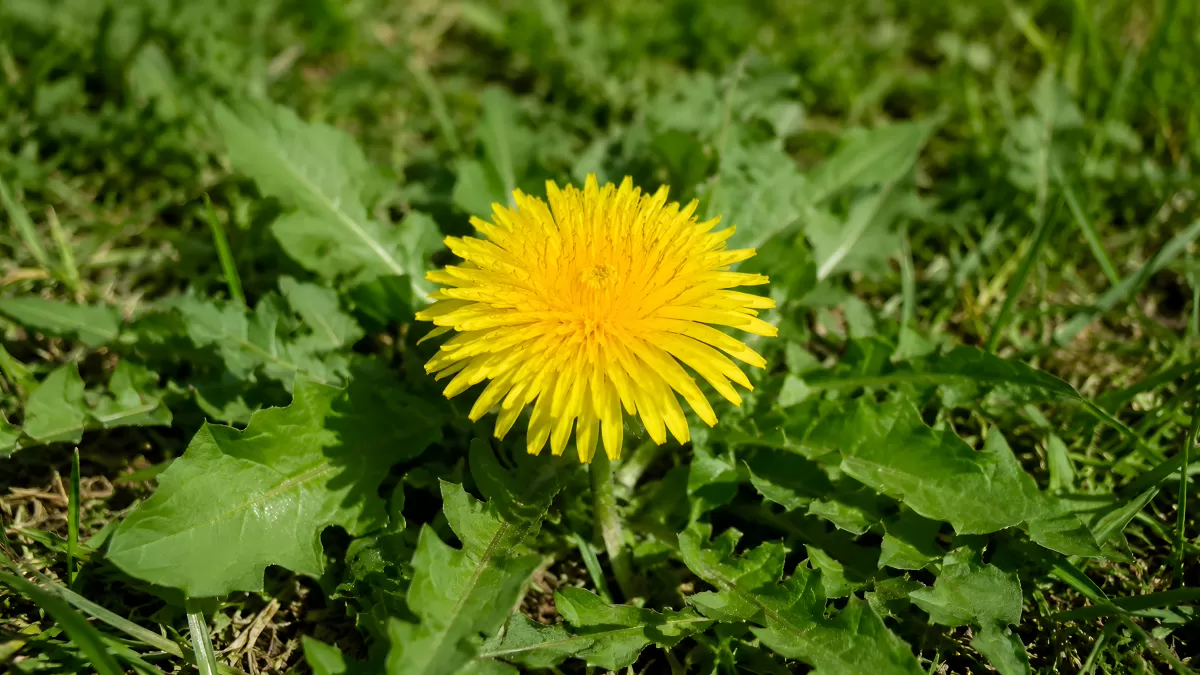 Gelber Löwenzahn blüht zwischen grünem Gras