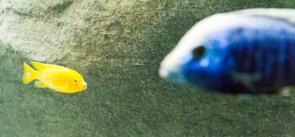 Gelber Zwergbuntbarsch (Labidochromis caeruleus) im Shedd Aquarium