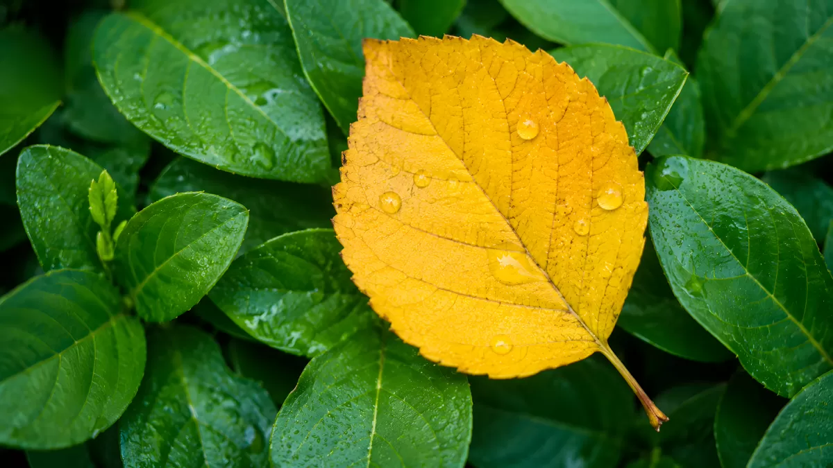 Gelbes Herbstblatt auf grünen Blättern mit Wassertropfen