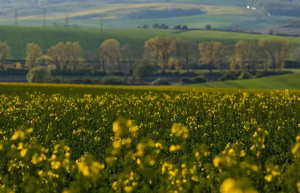 Gelbes Rapsfeld mit Bäumen im Hintergrund